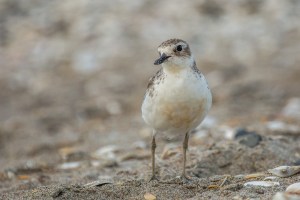Dotterel on beach
