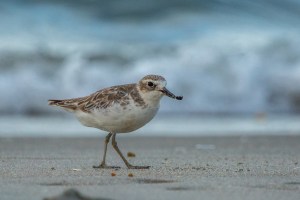 Dotterel on beach with sea background