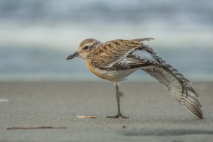 Dotterel with wing outstretched