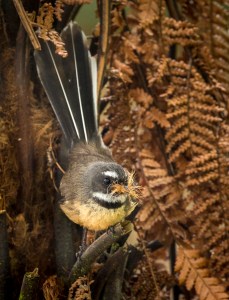 Fantail with nesting material