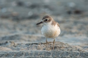 Dotterel on beach