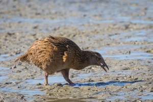 Weka on beach feeding