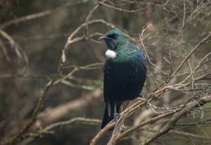 Tui sitting on branch