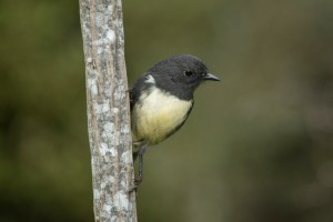 Sth Island Robin on tree trunk