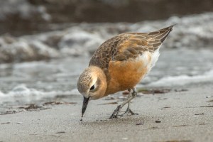 Dotterel foraging on beach