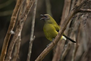 Bellbird singing in tree