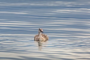 Grebe baby chick