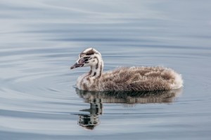 Grebe baby