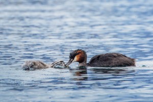 Grebe feeding baby