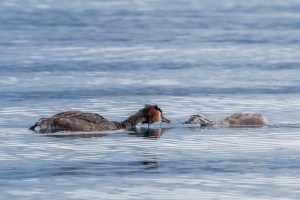 Grebe with baby