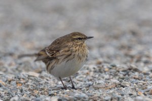 NZ Pipit