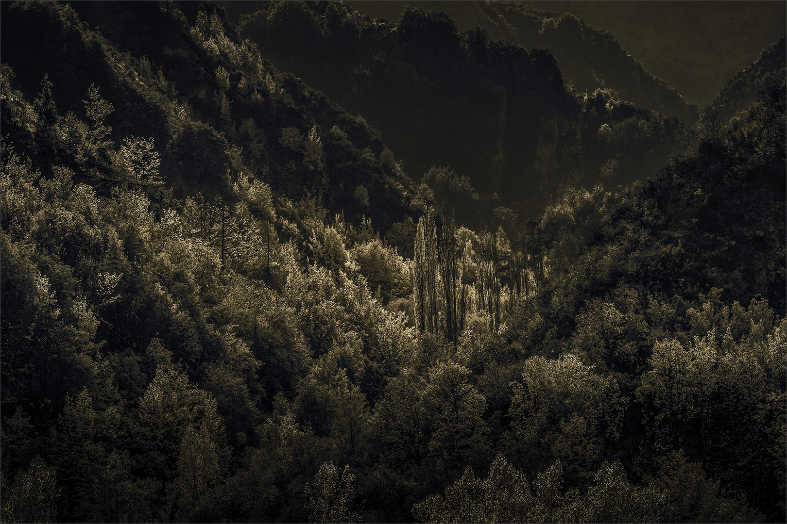 Arrowtown trees in the valley