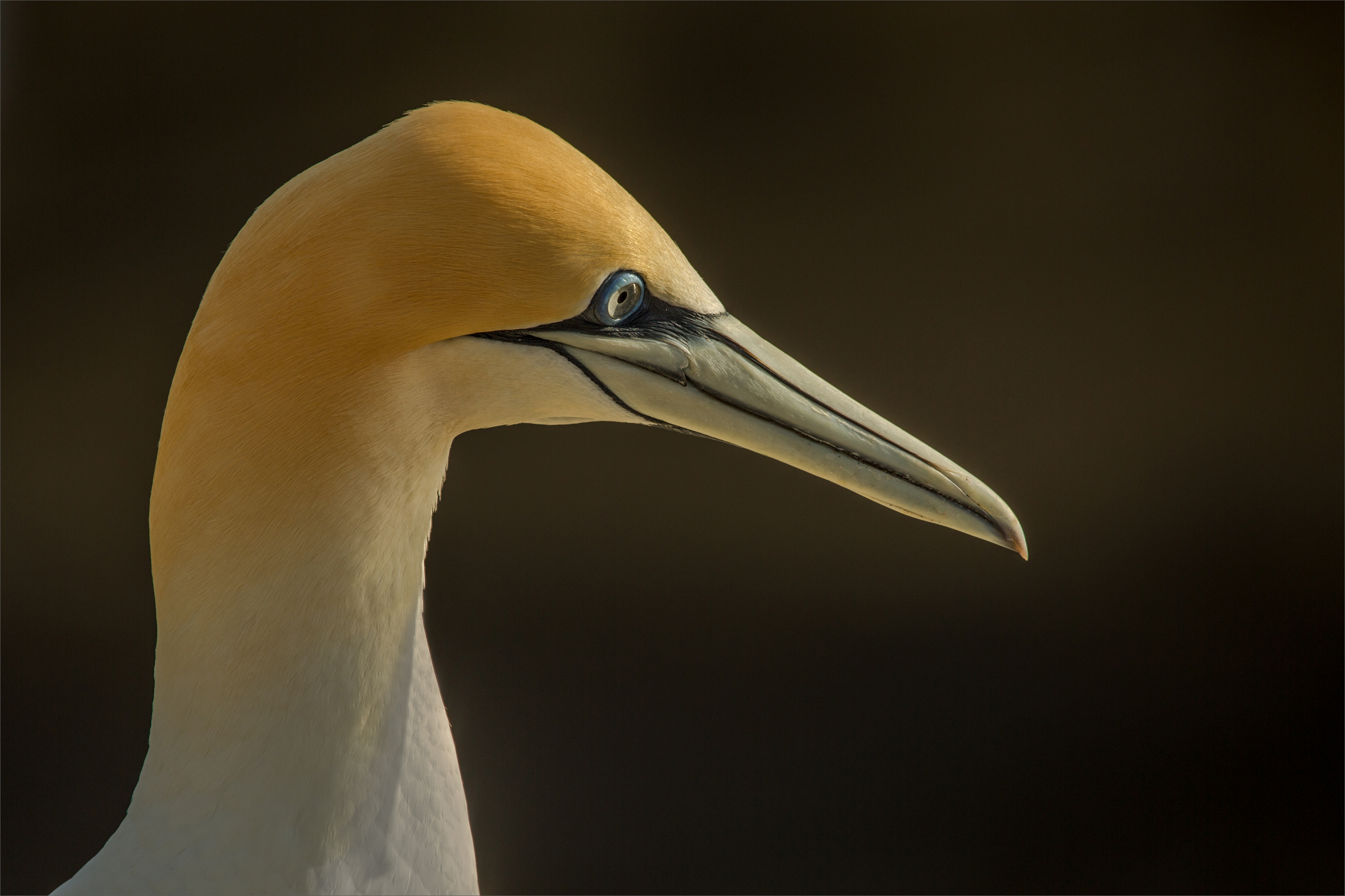 Australasian Gannet Portrait