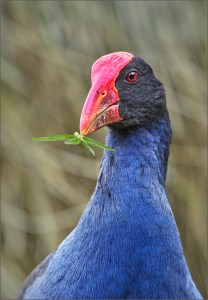Pukeko portrait with grass in beak
