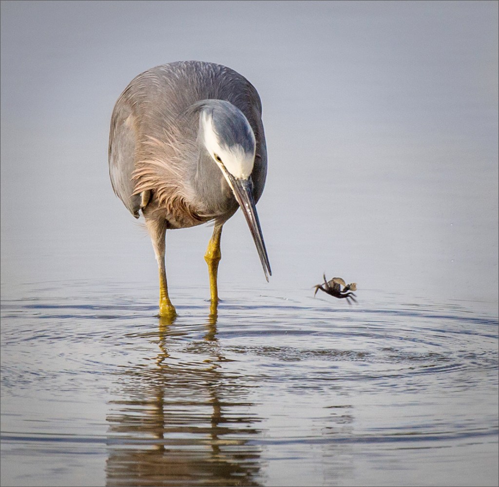 White Faced heron with crab