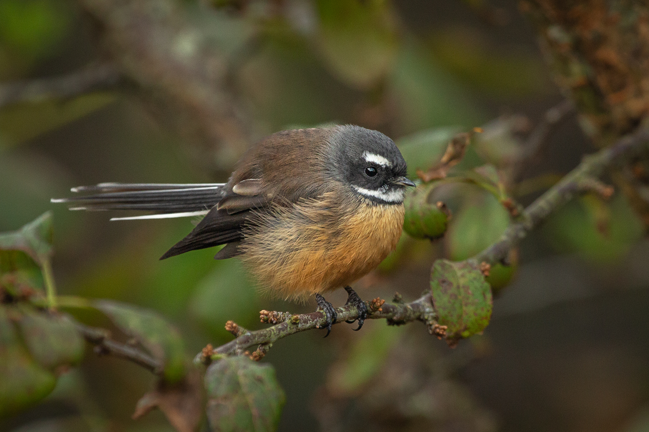 Fantail on tree branch
