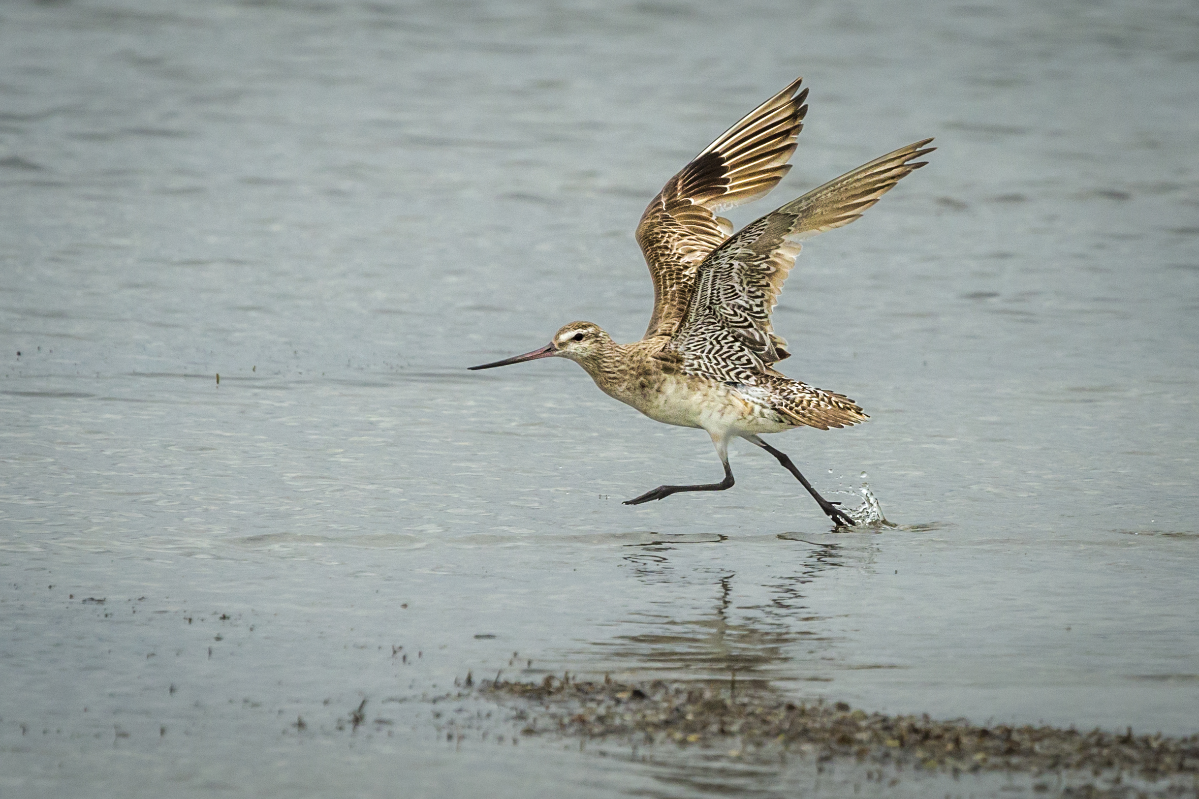 Godwit with wings up running on water
