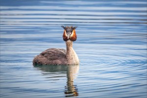Grebe on water