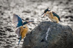 Kingfishers on rocks