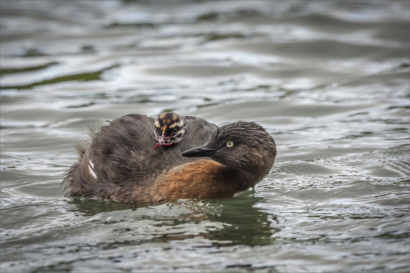 Dabchick with chick