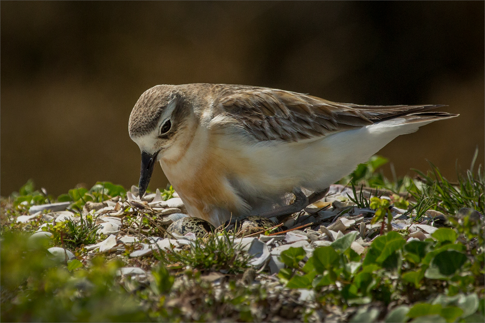 NZ Dotterel on nest
