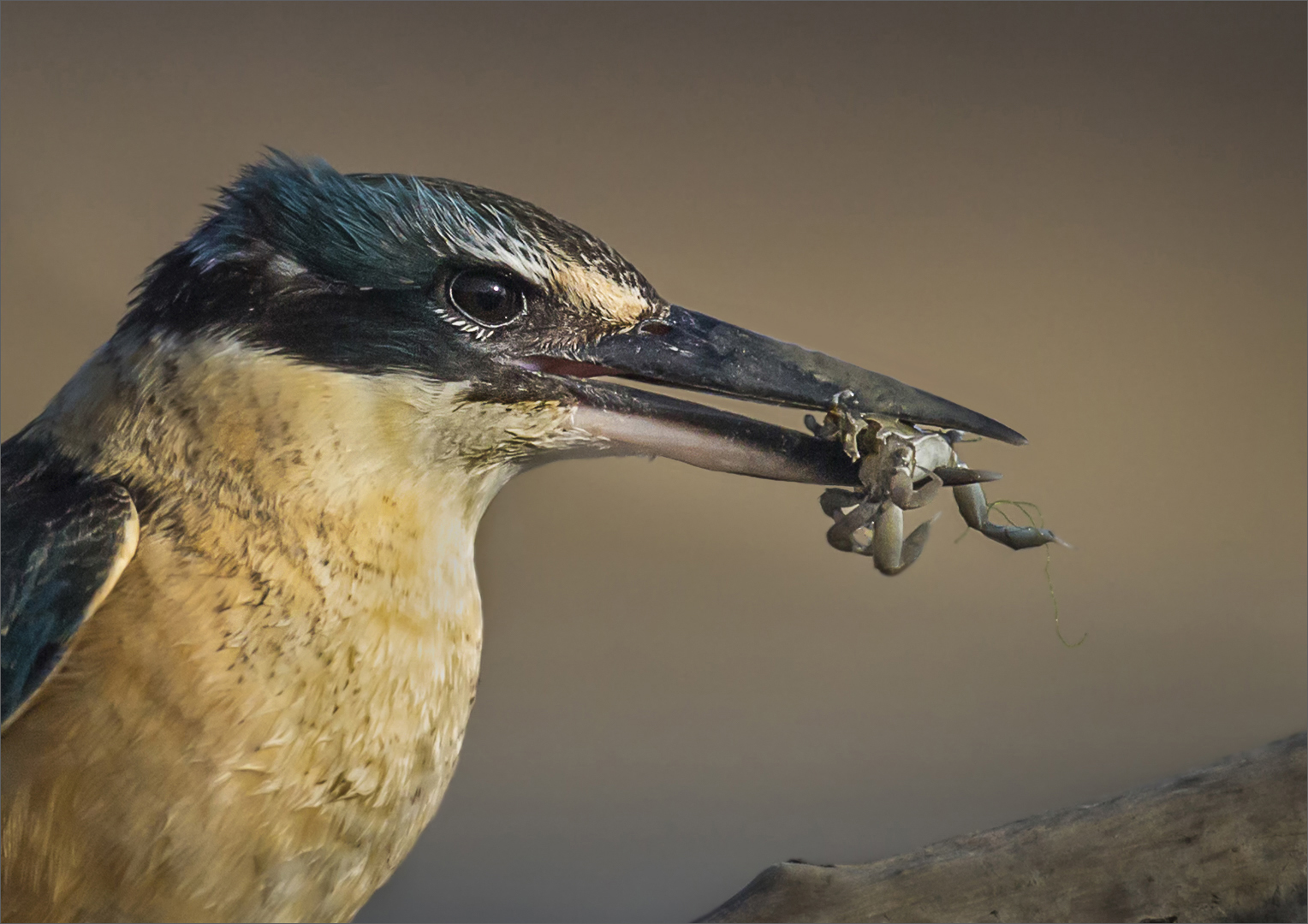 Kingfisher portrait with crab