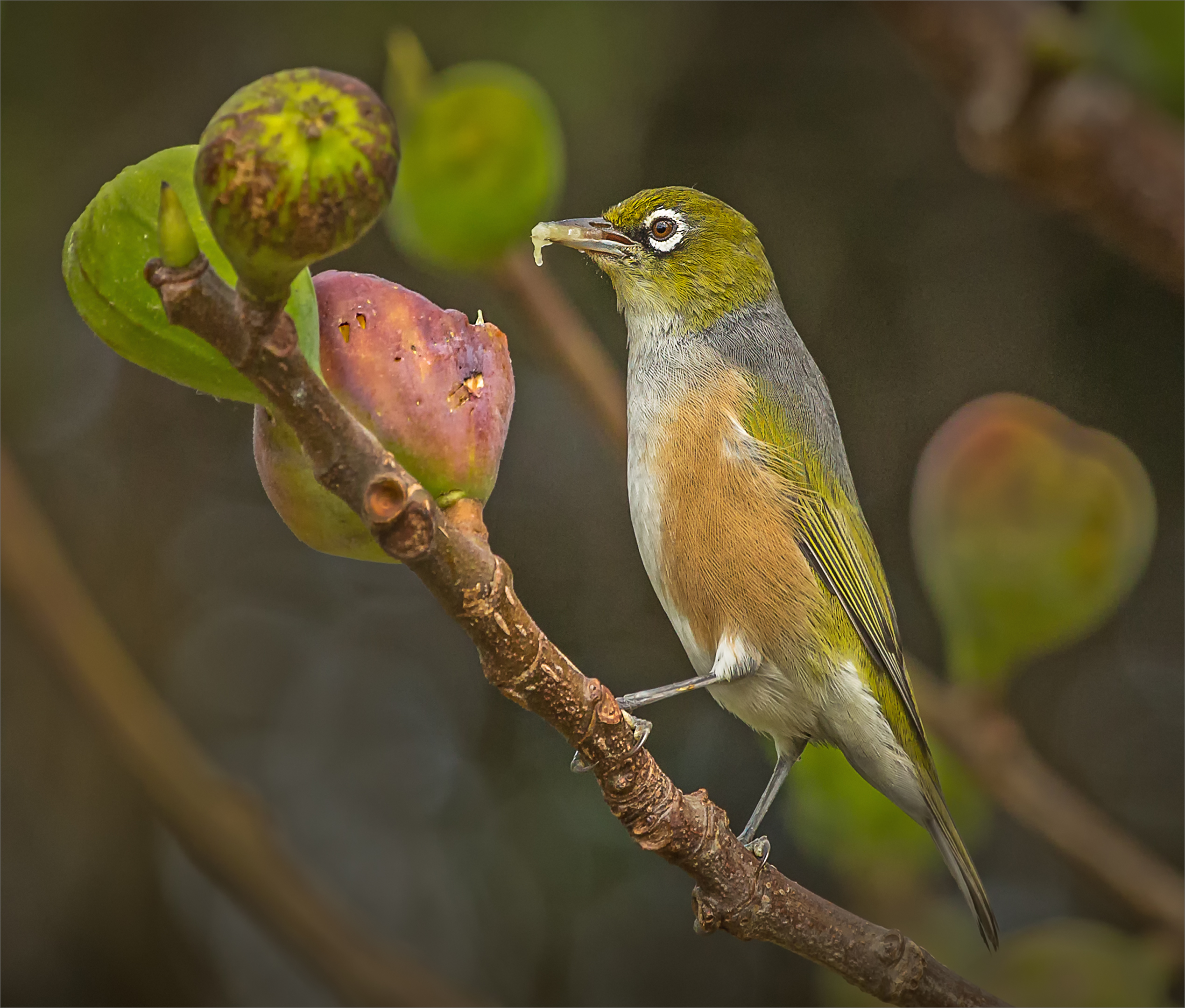 Silvereye eating figs