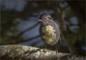 Sth Island Robin in dappled light