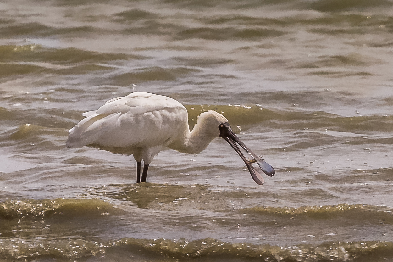 Spoonbill with crab