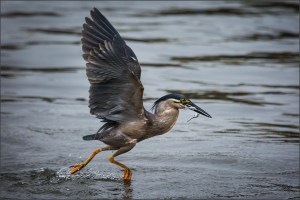 Striated Heron with piper and wings up running