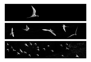 Tern triptych