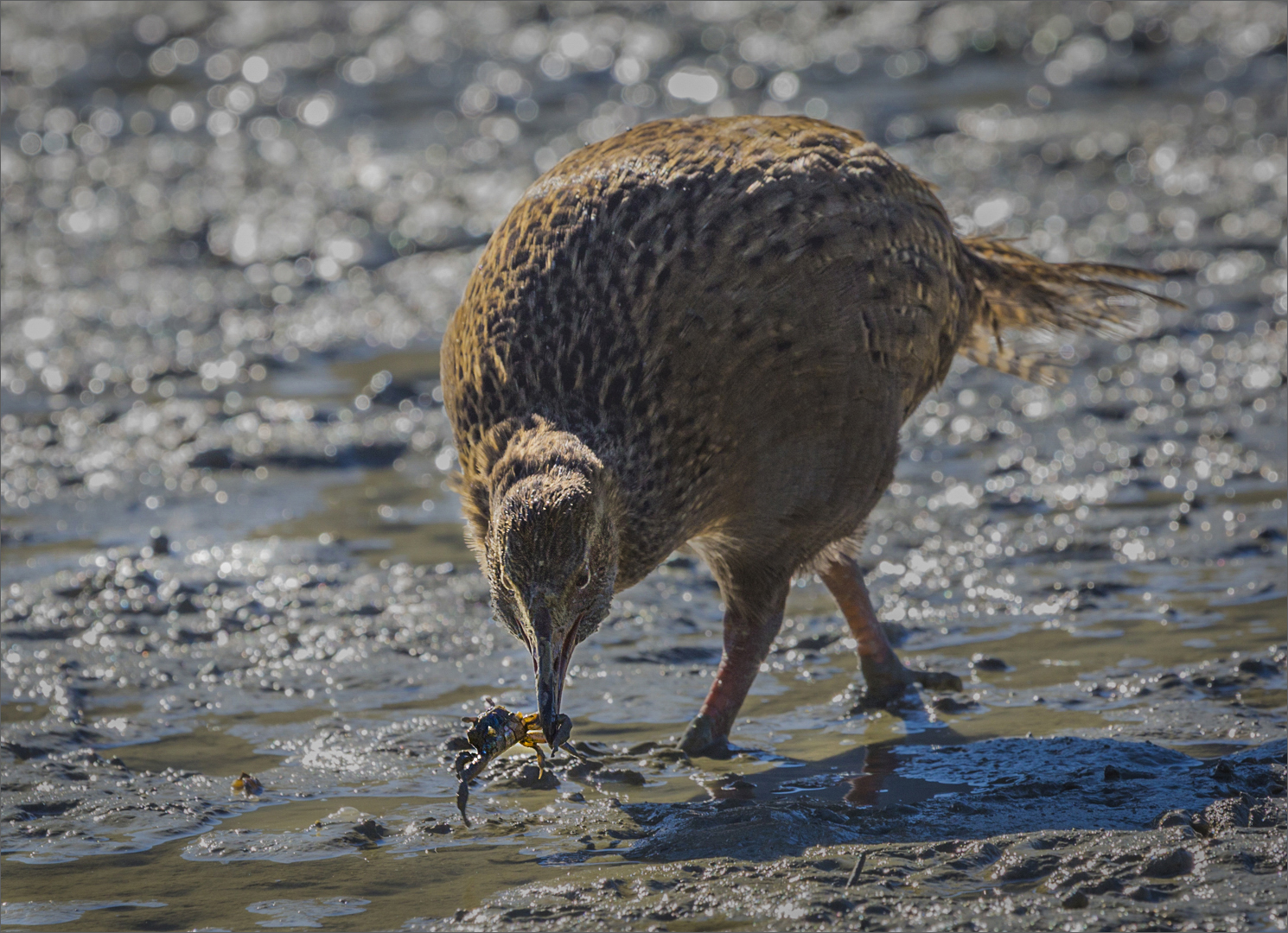 Weka with crab