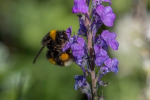 Bumble bee on purple flowers