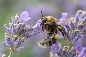 Bee on purple flowers