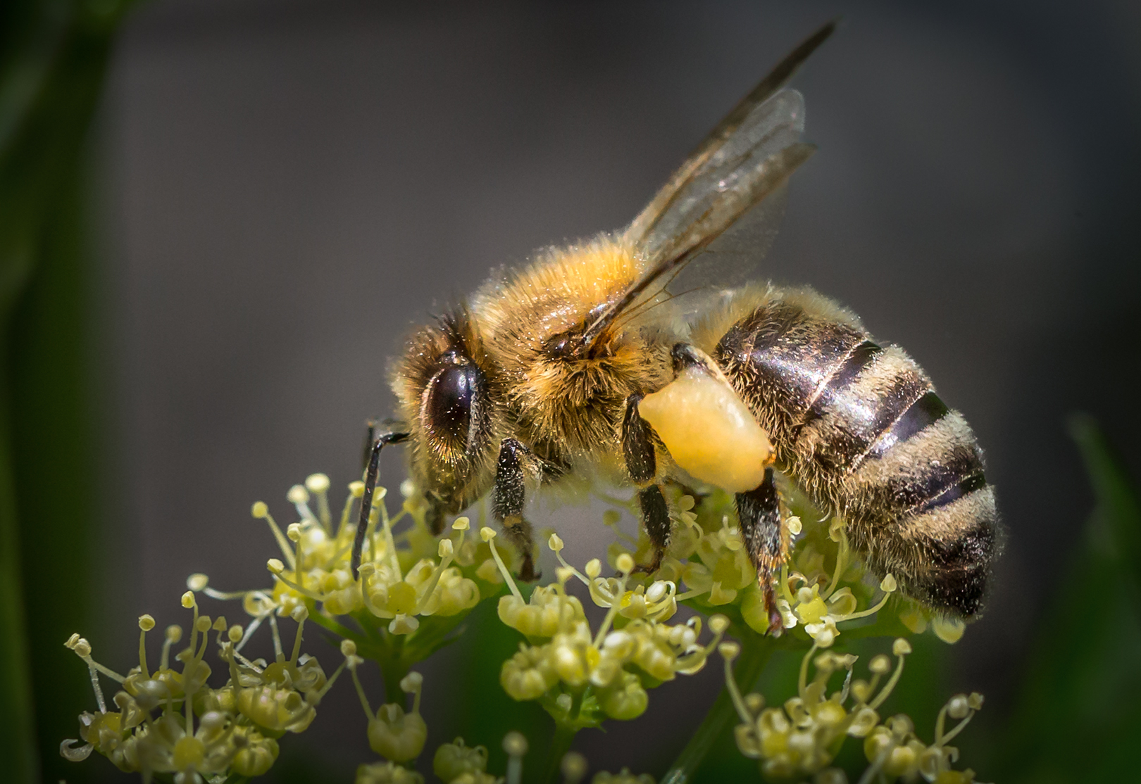 Honey Bee on green flowers