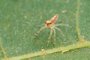 Australasian Jumping Spider on leaf