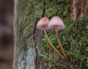 Pink Mycena fungi on tree