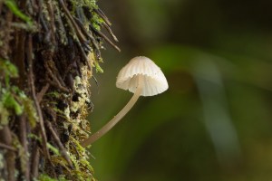White mycena fungi on tree