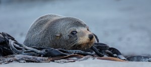 Seal lying on seaweed