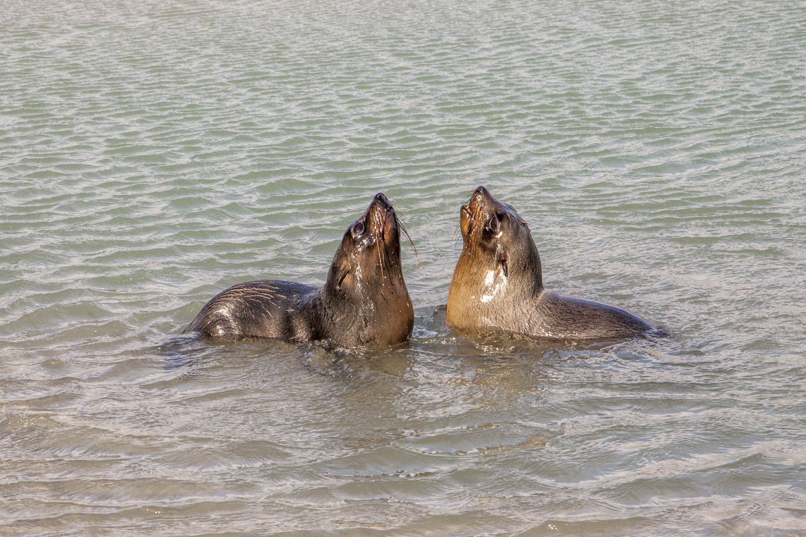 Fur Seal pups in water