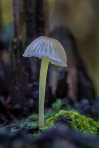 Mycena in moss