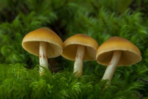 Yellow/brown fungi in moss