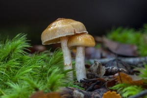 Yellow/brown fungi in moss
