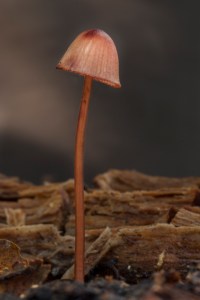 Pink mycena on wood