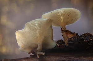 White fungi on wood