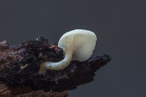 White fungi on wood