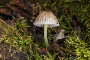 White mycena fungi in moss