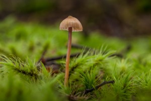 Mycena fungi in moss
