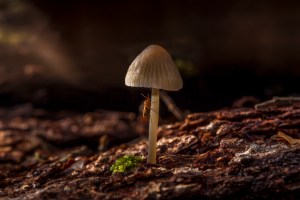 Creamy fungi with insect