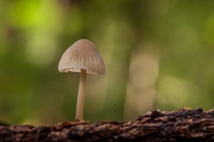 Creamy fungi on wood